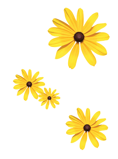 Flowers 459x619